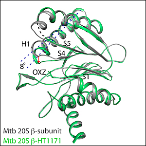 one portion of the TB proteasome